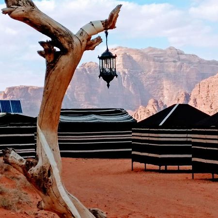 Desert Tree Camp&Tours Wadi Rum Exteriör bild