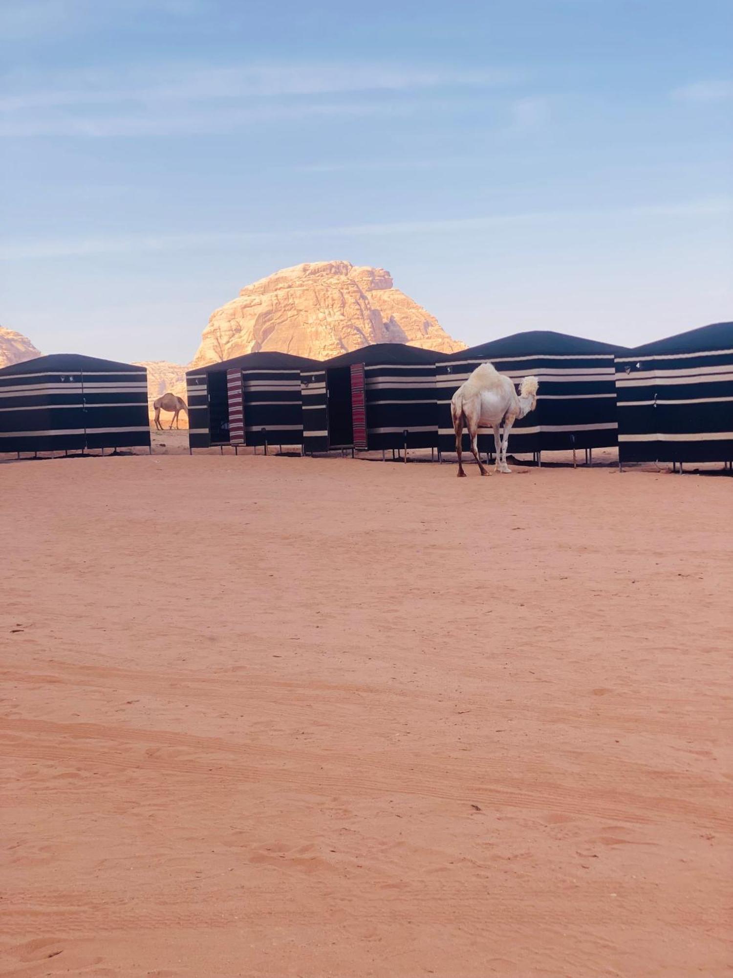 Desert Tree Camp&Tours Wadi Rum Exteriör bild